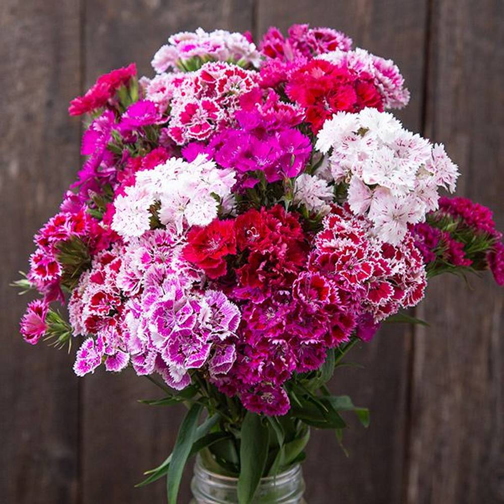 Mix Dianthus Flower seeds for Planting - Drought Tolerant, Heirloom & GMO Free Seeds for Home Garden