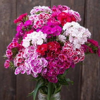 Mix Dianthus Flower seeds for Planting - Drought Tolerant, Heirloom & GMO Free Seeds for Home Garden