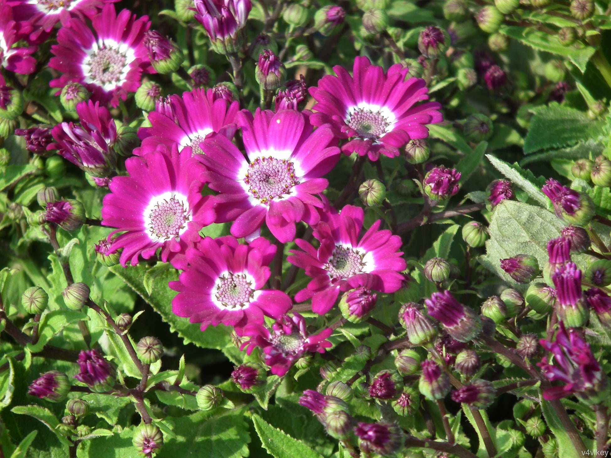 White Purple Cineraria Flower seeds for Planting - Vibrant Colors, Heirloom & GMO Free Seeds for Home Garden