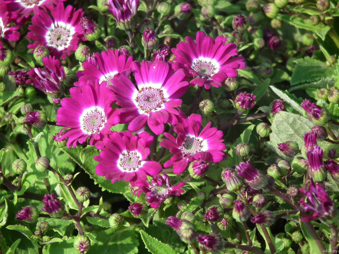 Pink Cineraria Flower seeds for Planting Cut Flower Favorite Heirloom & GMO Free Seeds for Home Garden 
 
 Sale