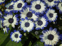 Blue White Cineraria Flower seeds for Planting - Sun Loving, Heirloom & GMO Free Seeds for Home Garden