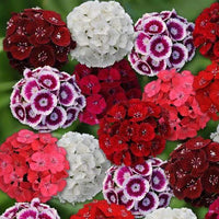 Mixed William Flower seeds for Planting Drought Tolerant Heirloom & GMO Free Seeds for Home Garden 
 
 Sale