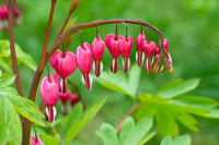 Bleeding Heart Seeds for Planting Lamprocapnos Spectabilis shade garden flower bed