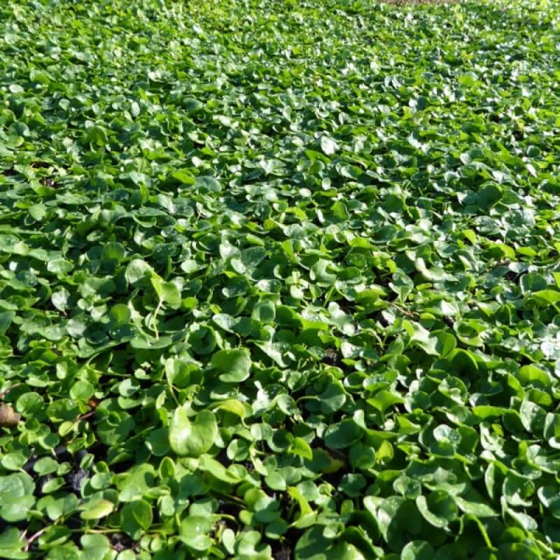 Dichondra Repens Lawn Flower seeds for Planting - Garden Favorite, Heirloom & GMO Free Seeds for Home Garden