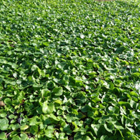 Dichondra Repens Lawn Flower seeds for Planting - Garden Favorite, Heirloom & GMO Free Seeds for Home Garden