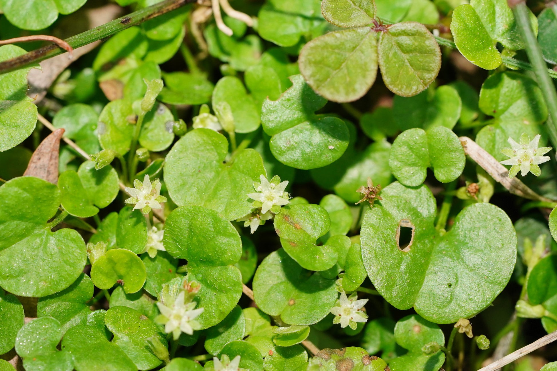 Pink Dichondra Repens Flower seeds for Planting - Perfect for Borders, Heirloom & GMO Free Seeds for Home Garden