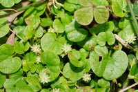 Pink Dichondra Repens Flower seeds for Planting - Perfect for Borders, Heirloom & GMO Free Seeds for Home Garden
