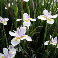 Tiny Dancer Flower seeds for Planting Wildflower Mix Heirloom & GMO Free Seeds for Home Garden