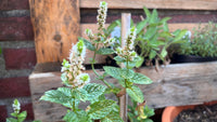 Mint Flower seeds for Planting Shade Tolerant Heirloom & GMO Free Seeds for Home Garden
