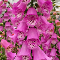 Pink Climbing Foxglove Flower Seeds for Planting - Stunning Biennial Blooms
