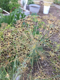 Dill Seeds Germinating in Moist Garden Soil