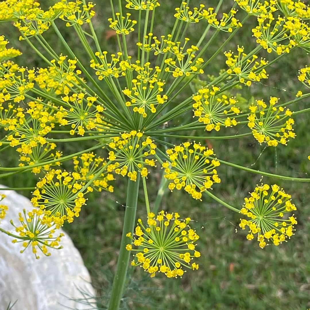 Anethum Graveolens Seeds Flower seeds for Planting - Bright Blooms, Heirloom & GMO Free Seeds for Home Garden