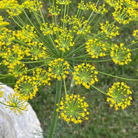 Anethum Graveolens Seeds Flower seeds for Planting - Bright Blooms, Heirloom & GMO Free Seeds for Home Garden