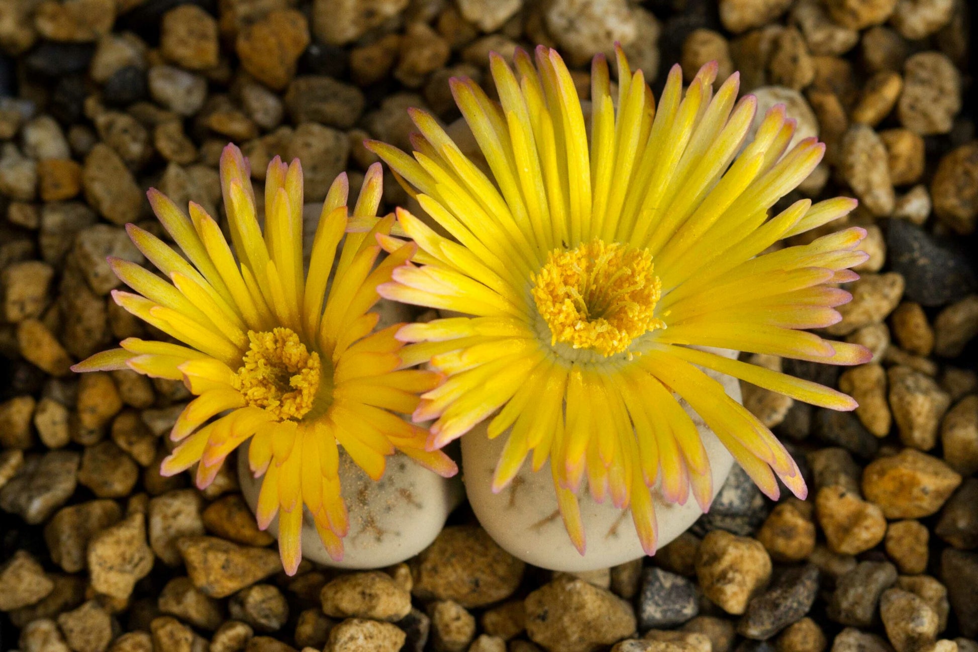 Dinteranthus Flower seeds for Planting - Long Bloom Season, Heirloom & GMO Free Seeds for Home Garden