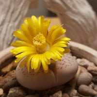 Yellow White Dinteranthus Flower seeds for Planting Premium Quality Heirloom & GMO Free Seeds for Home Garden 
 
 Sale
