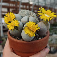 Dinteranthus Flower seeds for Planting - Long Bloom Season, Heirloom & GMO Free Seeds for Home Garden
