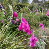 Pulcherrimum Flower seeds for Planting - Long Bloom Season, Heirloom & GMO Free Seeds for Home Garden