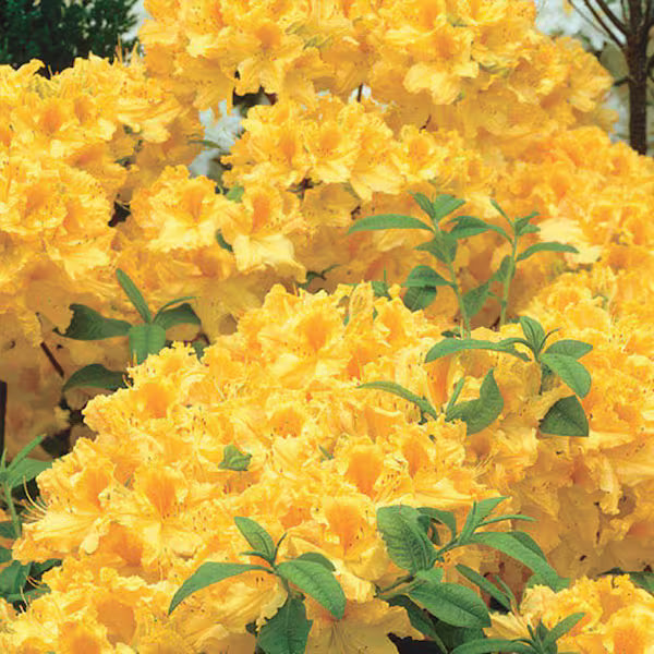 Dark Yellow Azalea Flower seeds for Planting Sun Loving Heirloom & GMO Free Seeds for Home Garden