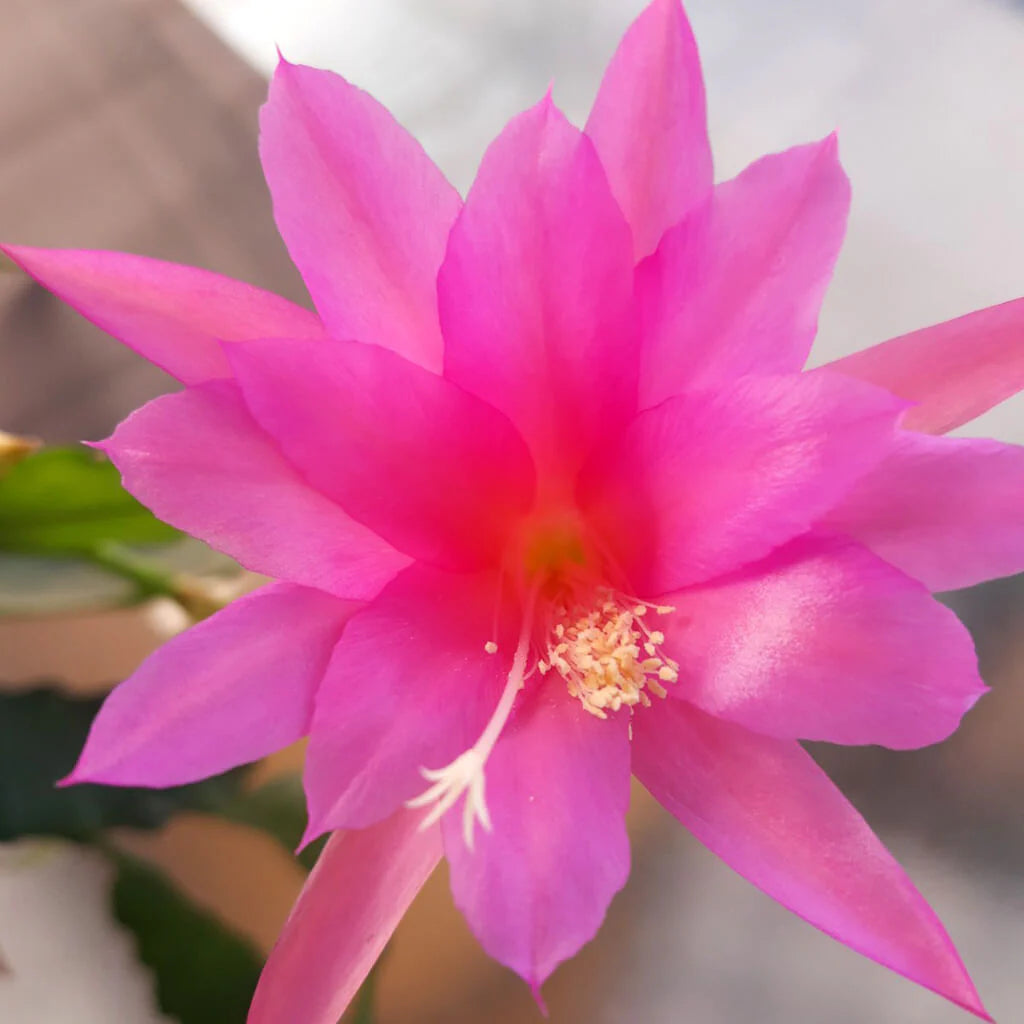 Chiapasia Nelsonii Flower seeds for Planting Seasonal Bloomer Heirloom & GMO Free Seeds for Home Garden 
 
 Sale