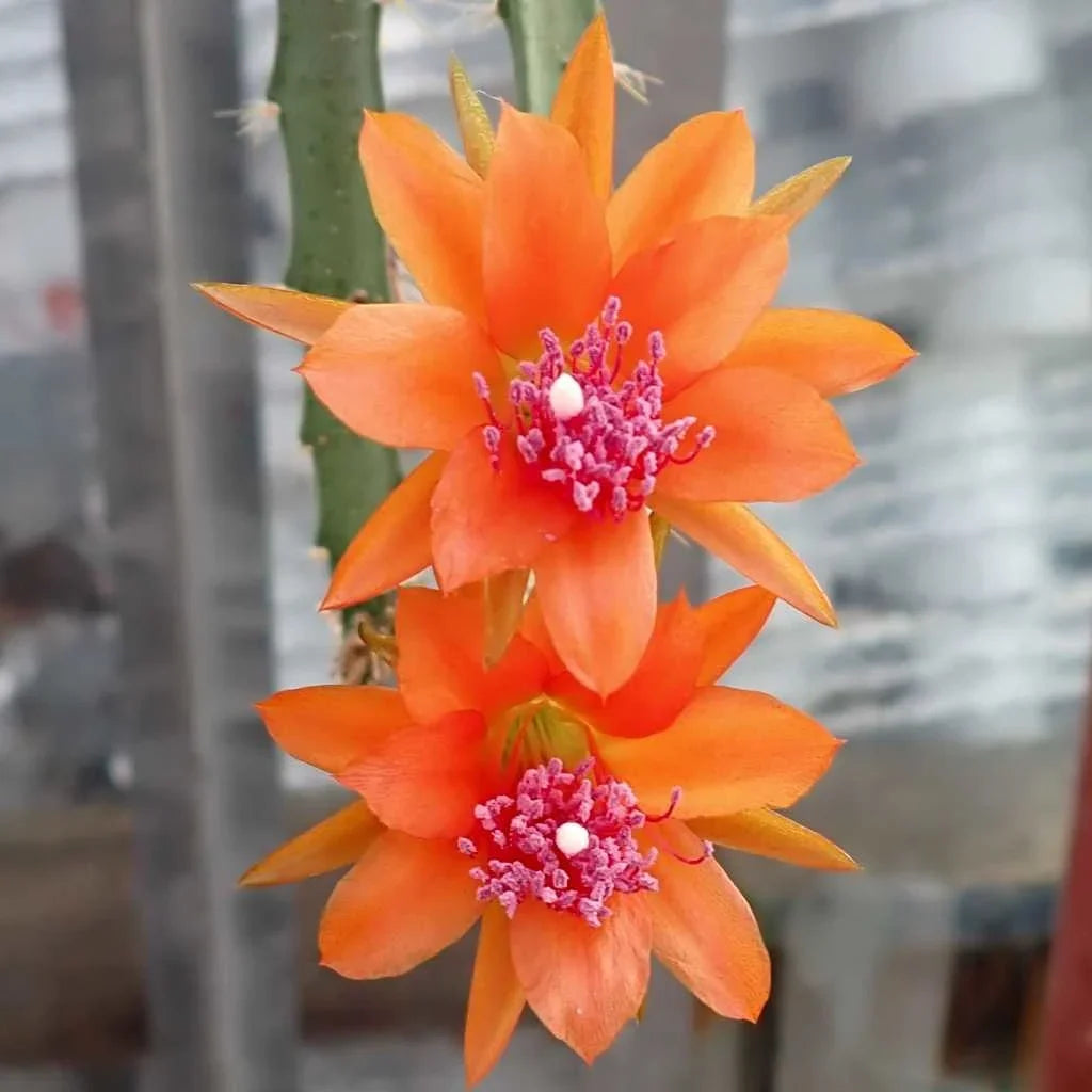 Orange Nopalxochia Flower Seeds Flower seeds for Planting Premium Quality Heirloom & GMO Free Seeds for Home Garden