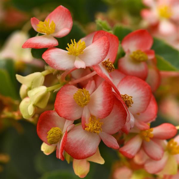 Red White Begonia Flower seeds for Planting - Fragrant Blossoms, Heirloom & GMO Free Seeds for Home Garden