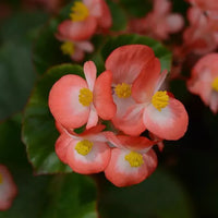 Red White Begonia Flower seeds for Planting - Fragrant Blossoms, Heirloom & GMO Free Seeds for Home Garden