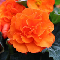 Orange Begonia Flower seeds for Planting - Hardy Variety, Heirloom & GMO Free Seeds for Home Garden