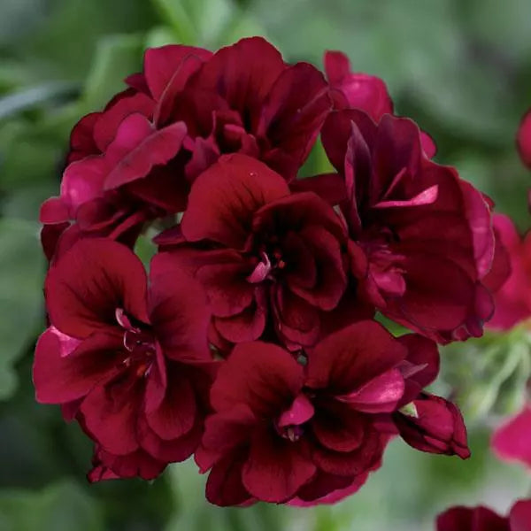 Dark Burgundy Geraniums Flower seeds for Planting Sun Loving Heirloom & GMO Free Seeds for Home Garden
 
 Sale