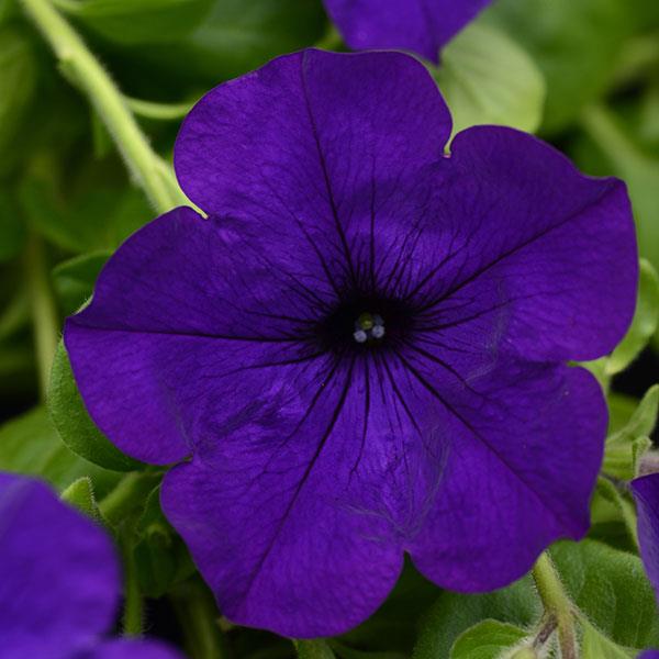 Dark Violet Starry Petunia Flower Seeds for Planting Heirloom NONGMO Seeds for Garden Blooms 
 
 Sale