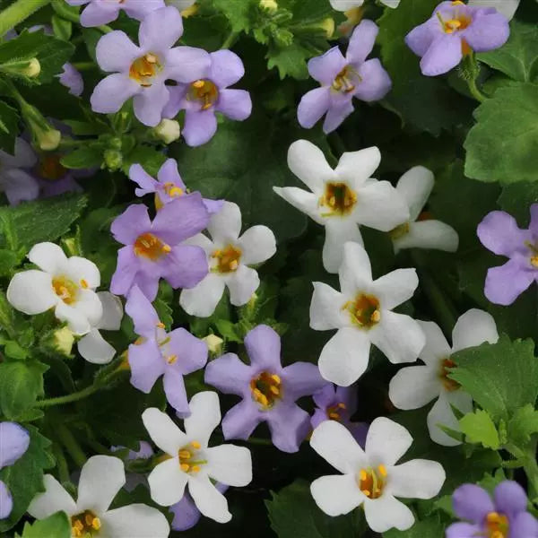 Mixed Bacopa Utopia Flower seeds for Planting - Long Bloom Season, Heirloom & GMO Free Seeds for Home Garden