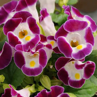 Violet Torenia Kauai Flower seeds for Planting - Hardy Variety, Heirloom & GMO Free Seeds for Home Garden