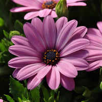 Osteospermum Ecklonis Flower seeds for Planting Premium Quality Heirloom & GMO Free Seeds for Home Garden