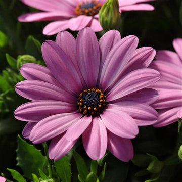 Osteospermum Ecklonis Flower seeds for Planting Premium Quality Heirloom & GMO Free Seeds for Home Garden