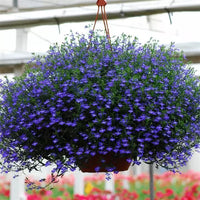 Regatta Flower seeds for Planting Wildflower Mix Heirloom & GMO Free Seeds for Home Garden