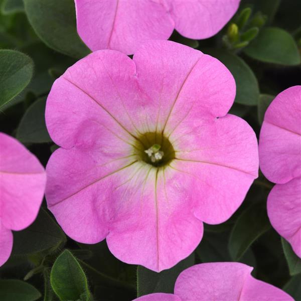 Pale Pink Petunia Flower seeds for Planting - Low Maintenance, Heirloom & GMO Free Seeds for Home Garden