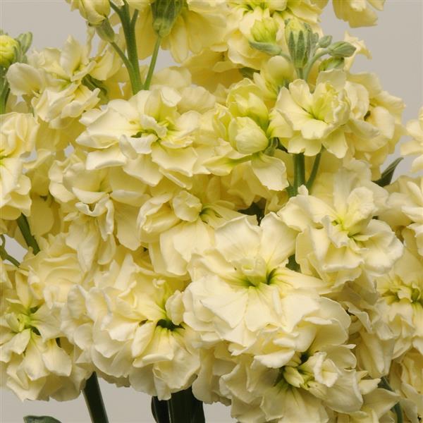 Matthiola Incana Yellow Flower Seeds for Spring and Summer Planting