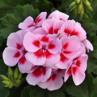 Light Pink Univalve Geranium Flower seeds for Planting - Vibrant Colors, Heirloom & GMO Free Seeds for Home Garden