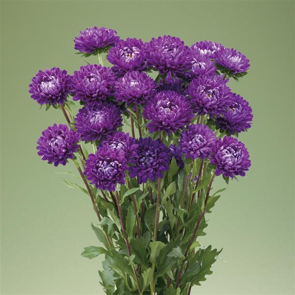 Deep Purple Chrysanthemum Flower seeds for Planting - Pollinator Friendly, Heirloom & GMO Free Seeds for Home Garden