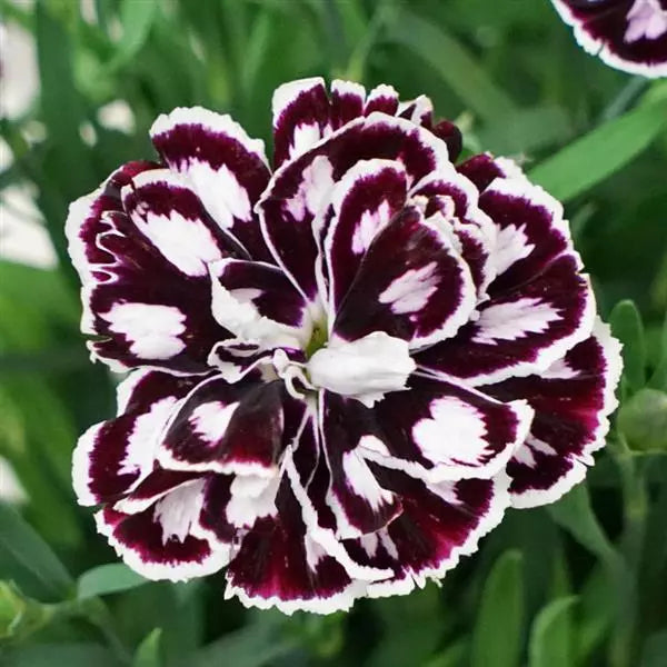 Violet White Carnation Flower seeds for Planting Colorful Display Heirloom & GMO Free Seeds for Home Garden
 
 Sale