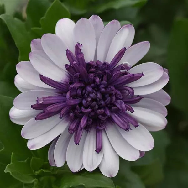 White Purple Omeris Flower seeds for Planting - Sun Loving, Heirloom & GMO Free Seeds for Home Garden