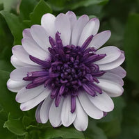 White Purple Omeris Flower seeds for Planting - Sun Loving, Heirloom & GMO Free Seeds for Home Garden