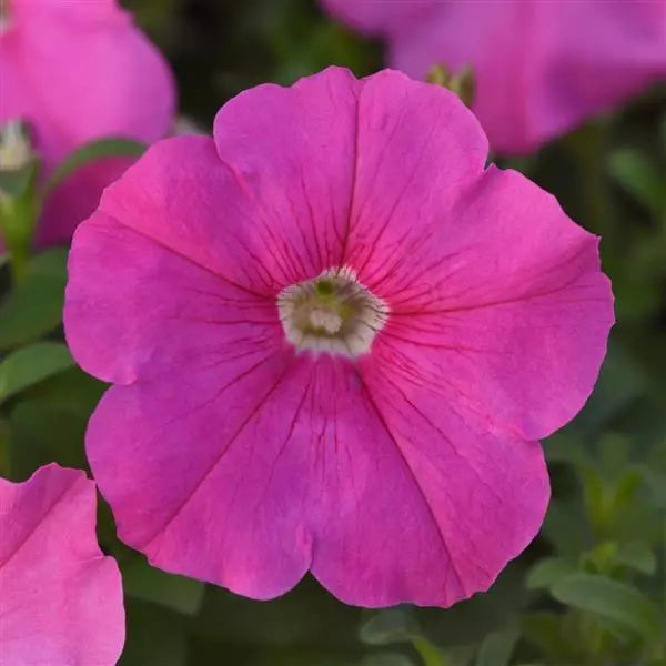 Pink Petunia Flower seeds for Planting - Seasonal Bloomer, Heirloom & GMO Free Seeds for Home Garden