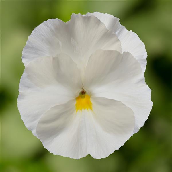 Pansy White Flower seeds for Planting - Bright Blooms, Heirloom & GMO Free Seeds for Home Garden