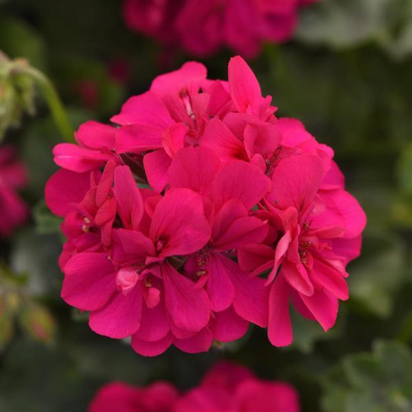 Rose Pelargonium Peltatum Seeds for Planting Wildflower Mix Heirloom & GMO Free Seeds for Home Garden
 
 Sale