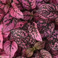 Pink Hypoestes Flower seeds for Planting - Sun Loving, Heirloom & GMO Free Seeds for Home Garden