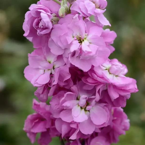 Light Pink Matthiola Incana Flower seeds for Planting Vibrant Colors Heirloom & GMO Free Seeds for Home Garden 
 
 Sale