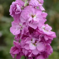 Light Pink Matthiola Incana Flower seeds for Planting Vibrant Colors Heirloom & GMO Free Seeds for Home Garden 
 
 Sale