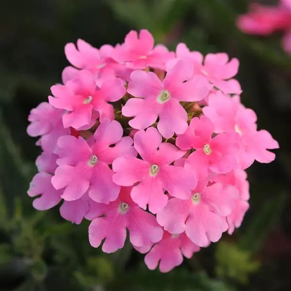 Pink Cascading Flower seeds for Planting - Seasonal Bloomer, Heirloom & GMO Free Seeds for Home Garden