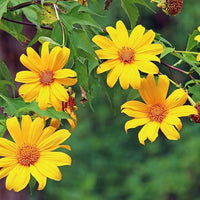Yellow Diversifolia flowers in garden borders