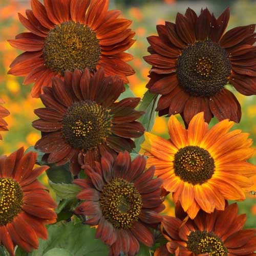 Brown Sunflower Flower seeds for Planting - Shade Tolerant, Heirloom & GMO Free Seeds for Home Garden
 
 Sale